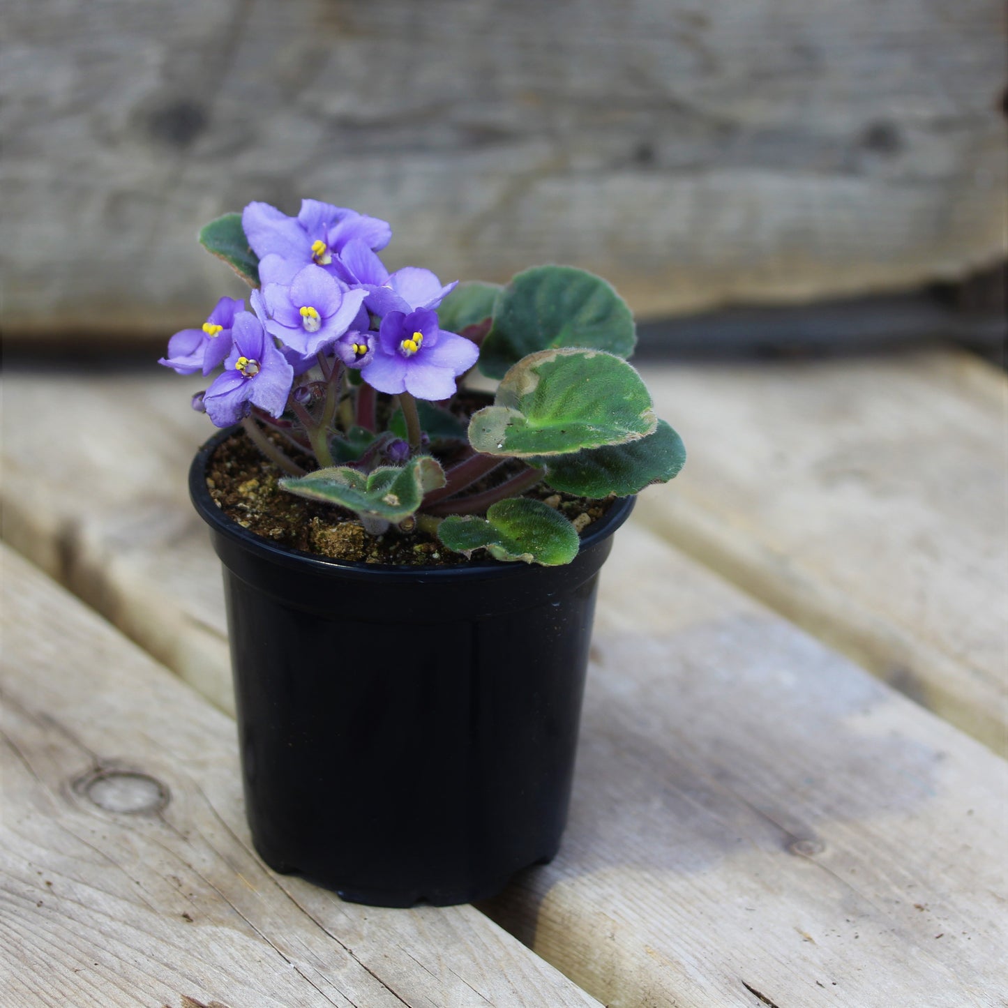African Violet