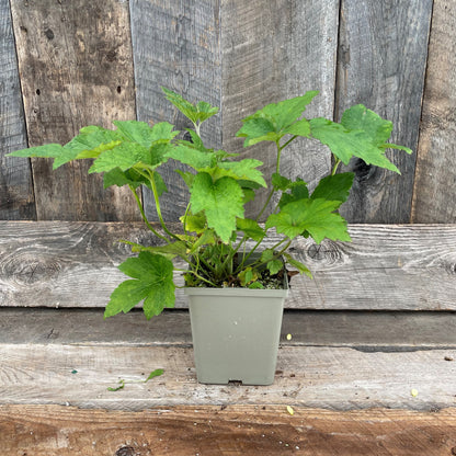 Anemone Honorine Jobert 5.5" Pot