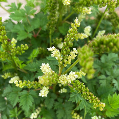 Aruncus aethusifolius 5.5" Pot