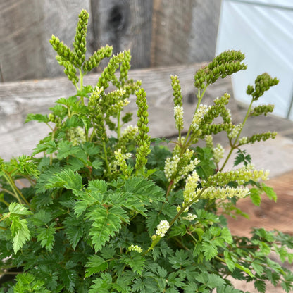 Aruncus aethusifolius 5.5" Pot