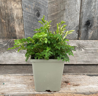 Aruncus aethusifolius 5.5" Pot
