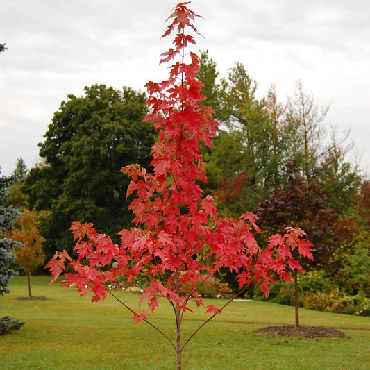 Maple 'Autumn Blaze'