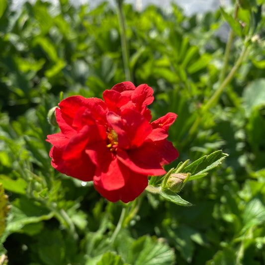 Avens 'Blazing Sunset'