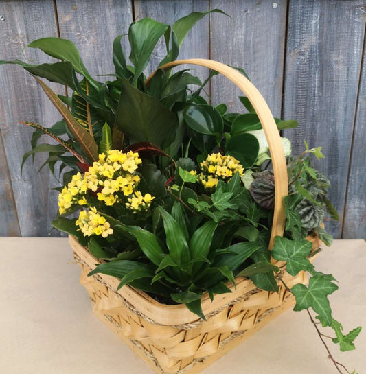 Basket Tropical Garden 12"