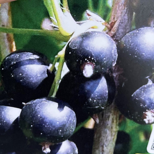 Black Currant 'Consort'