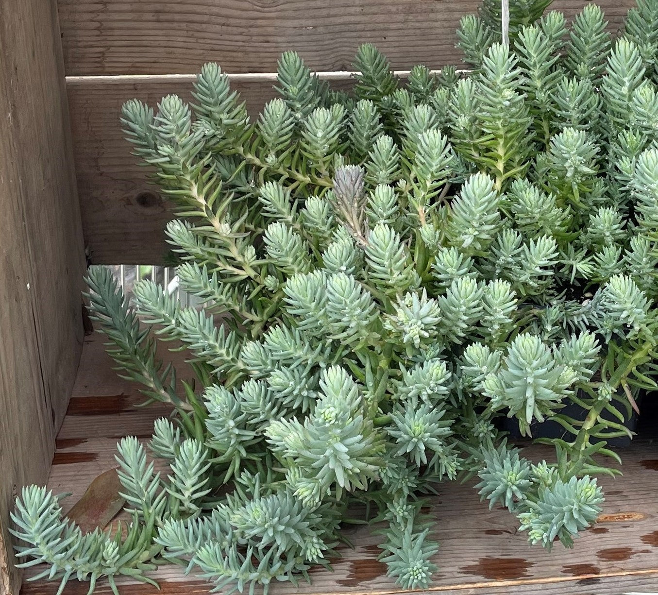 Stonecrop 'Blue Spruce'