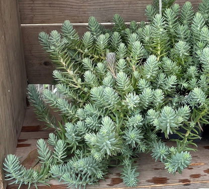 Stonecrop 'Blue Spruce'
