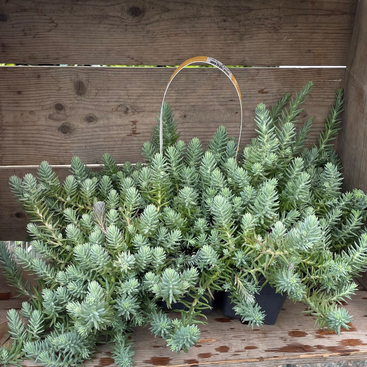 Stonecrop 'Blue Spruce'