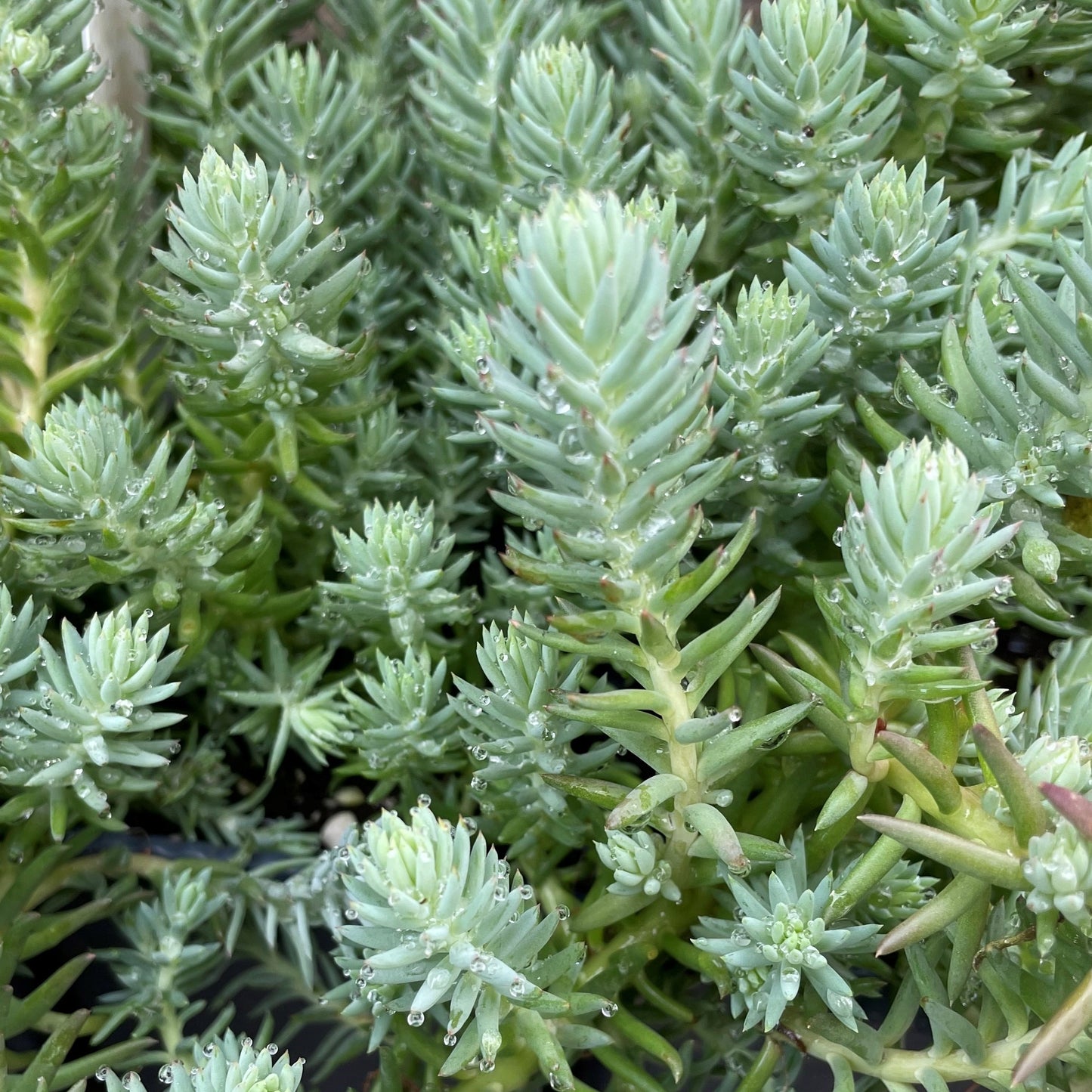 Stonecrop 'Blue Spruce'