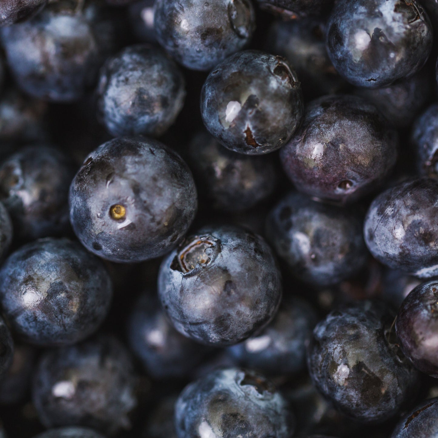Lowbush Blueberry 'Top Hat'