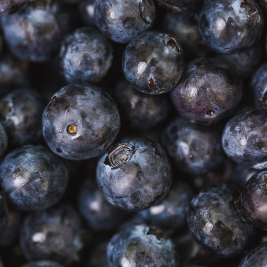 Lowbush Blueberry 'Top Hat'