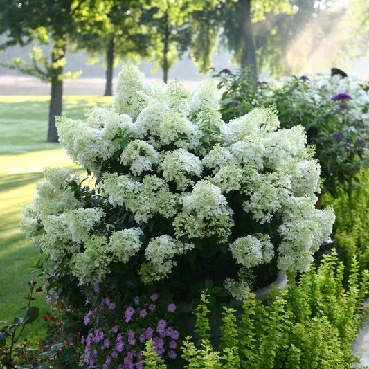 Hydrangea 'Bobo'