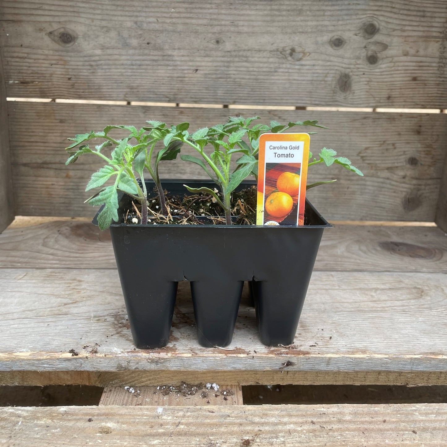 Tomato 'Carolina Gold'