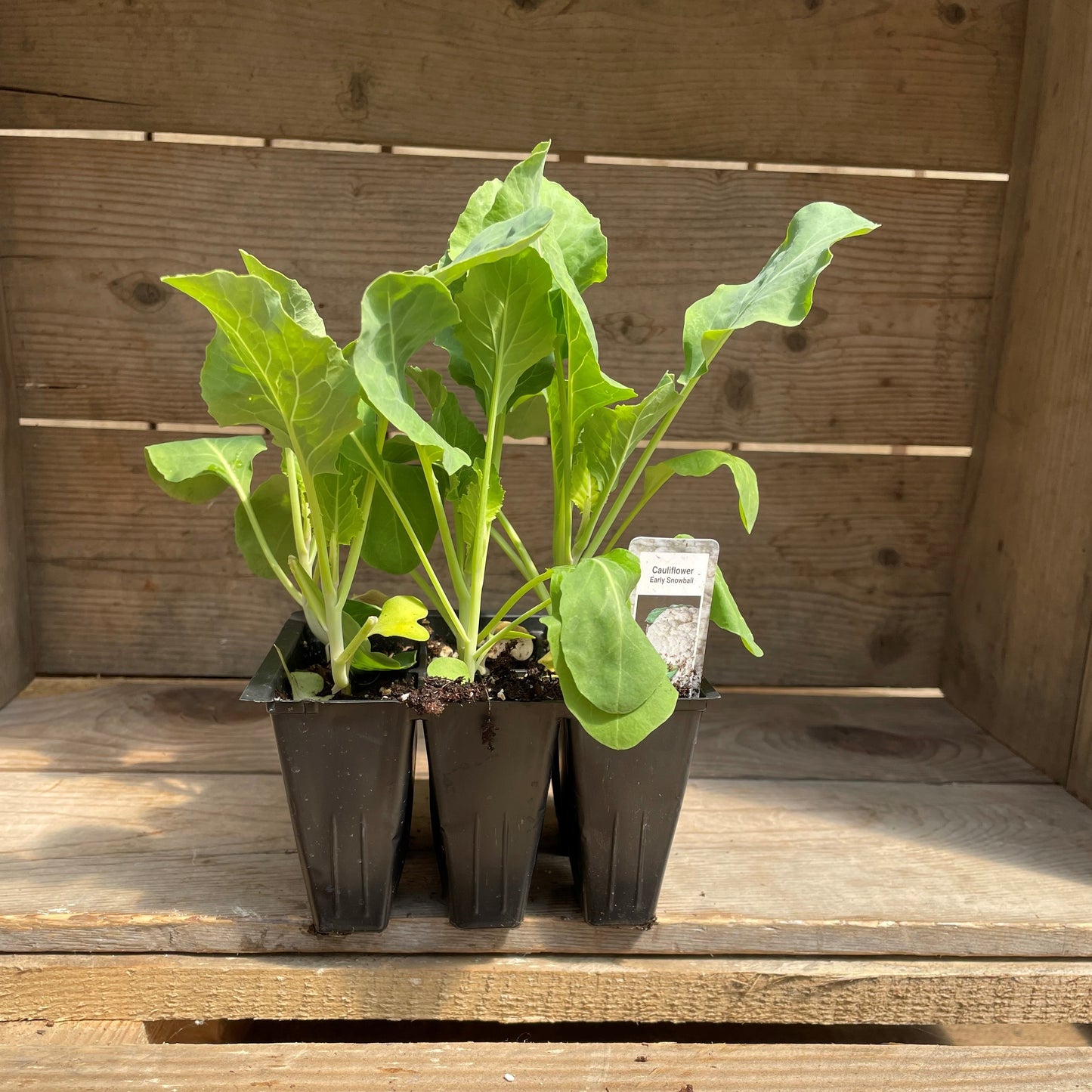 Cauliflower 'Snow Crown'