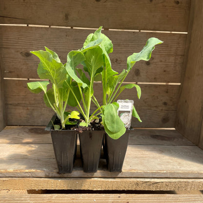 Cauliflower 'Snow Crown'