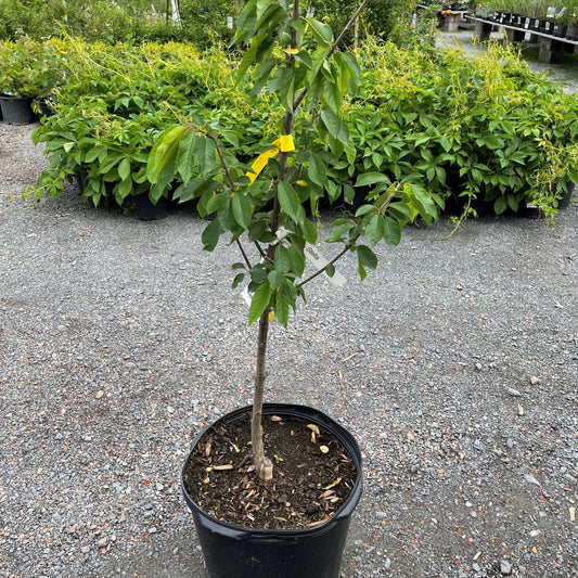 Cherry 'Stella'