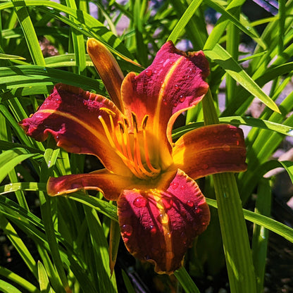 Hemerocallis EveryDayLily Red Ribs 5.5" Pot