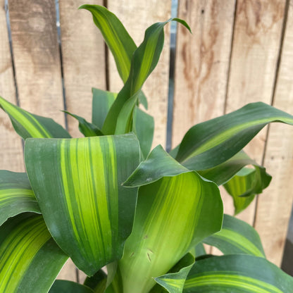 Corn Plant Cane 2'1' - 10" Pot