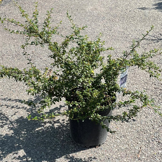 Cotoneaster Coral Beauty