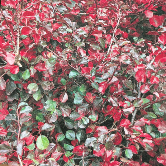 Cotoneaster 'Cranberry'