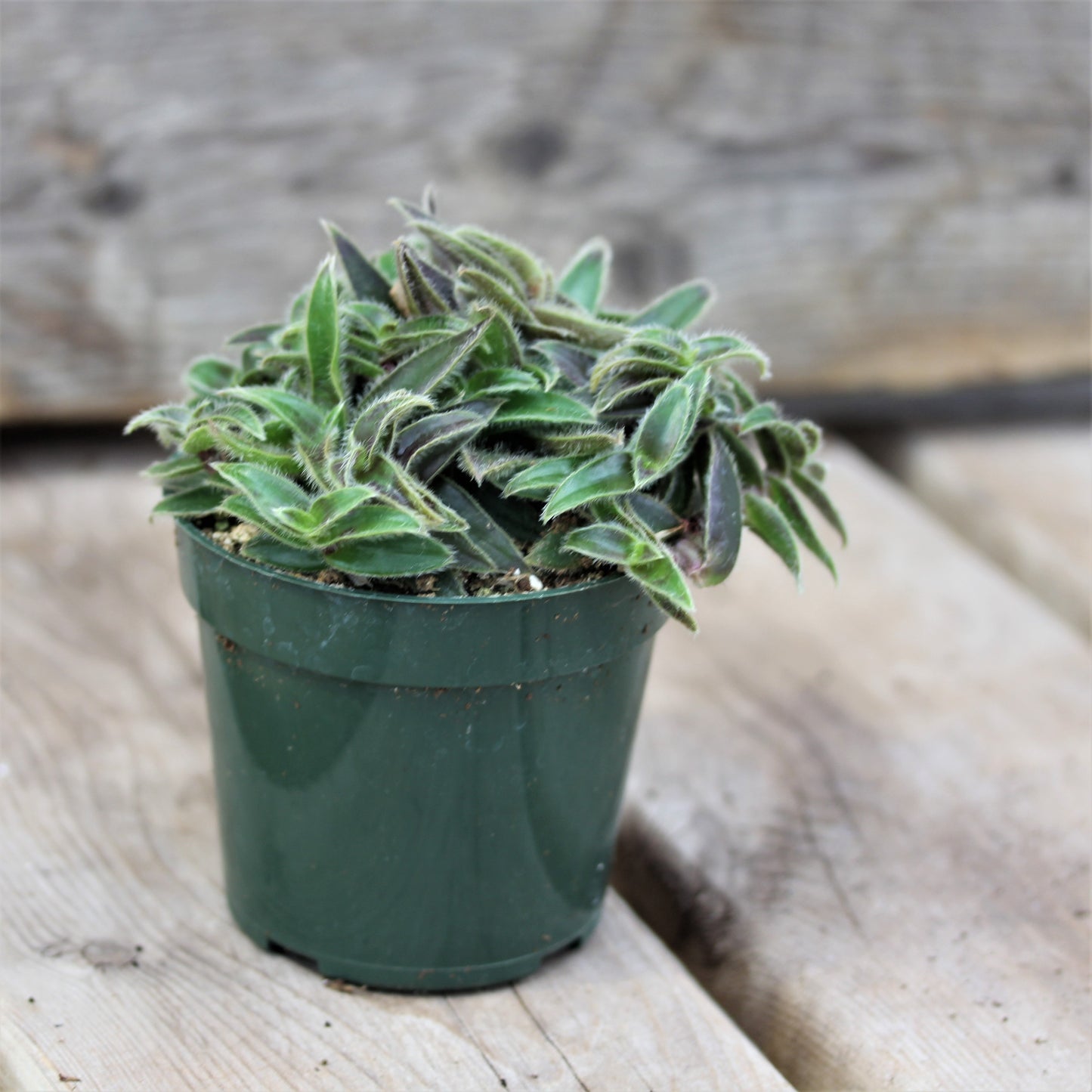 Cyanotis (Kitten Ears)