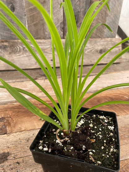 Hemerocallis EveryDayLily Red Ribs 5.5" Pot