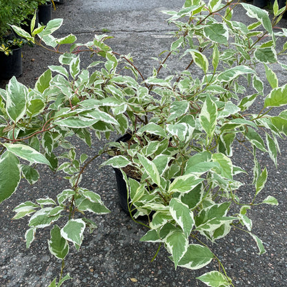 Dogwood 'Ivory Halo'