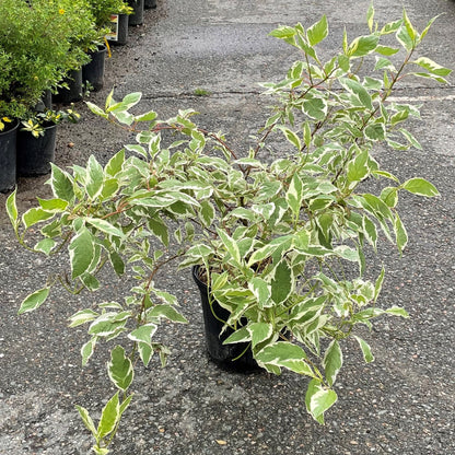Dogwood 'Ivory Halo'