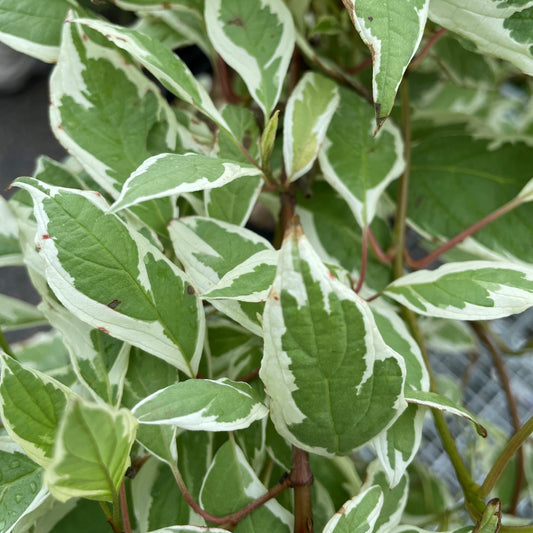 Dogwood 'Ivory Halo'