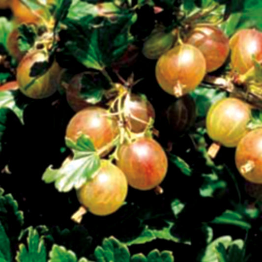 Gooseberry 'Pixwell'