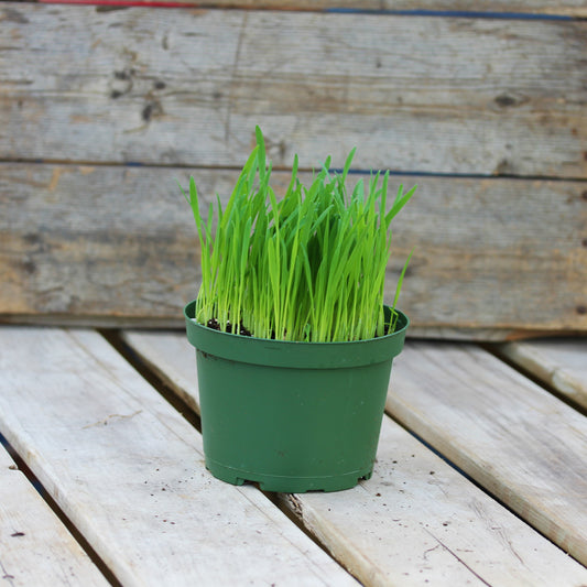 Cat Grass 6" Pot