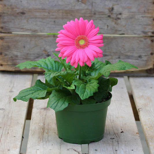 Gerbera Daisy 6" Pot - Light Pink