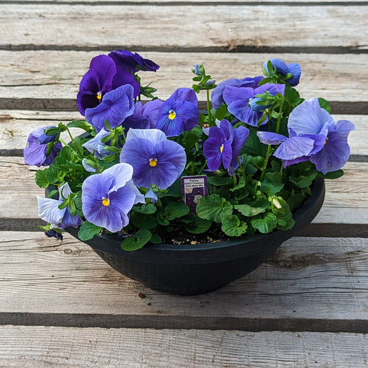 Pansy Bowl