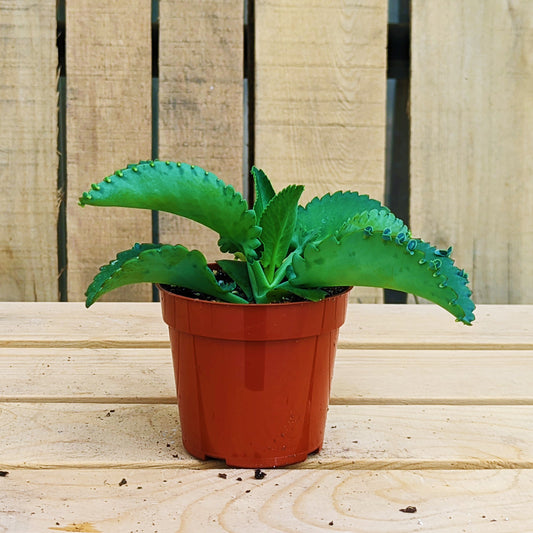 Succulent Mother of Thousands 4" Pot