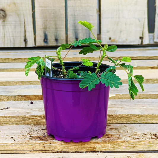 Sensitive Plant Mimosa 4" Pot