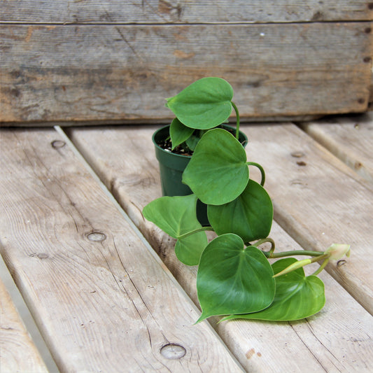 Philodendron Cordatum 4" Pot