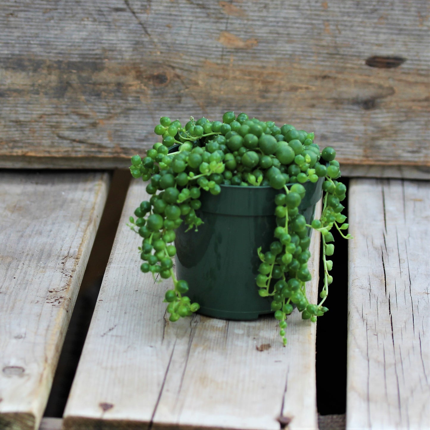 String of Pearls 4" Pot