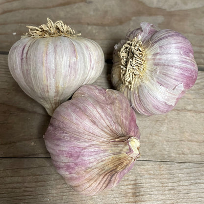 Garlic 'Glazed Purple Stripe' Organic Gagetown Garlic