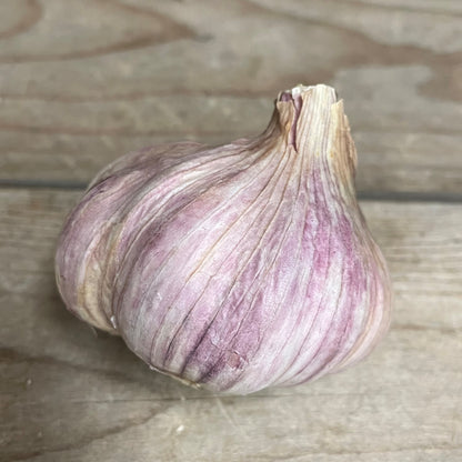 Garlic 'Glazed Purple Stripe' Organic Gagetown Garlic