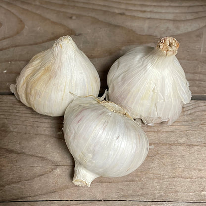 Bulbs Garlic Gagetown Organic Music