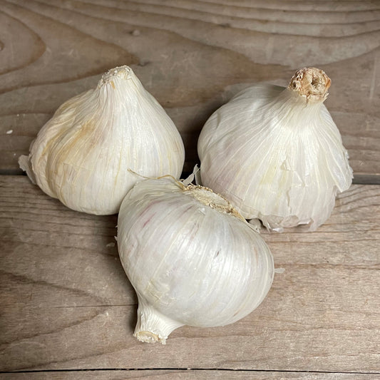 Bulbs Garlic Gagetown Organic Music