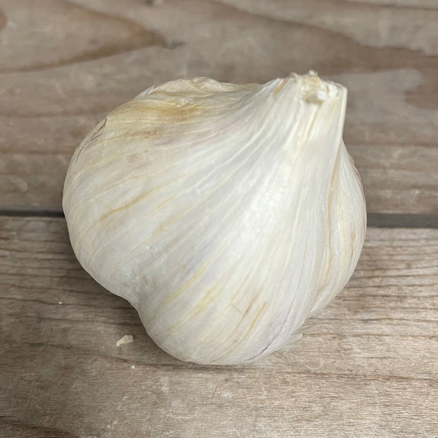 Bulbs Garlic Gagetown Organic Music
