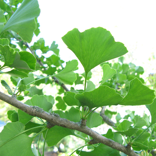 Ginkgo 'Maidenhair Tree'