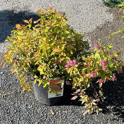 Spirea ‘Goldflame’