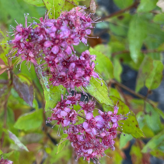Spirea ‘Goldflame’