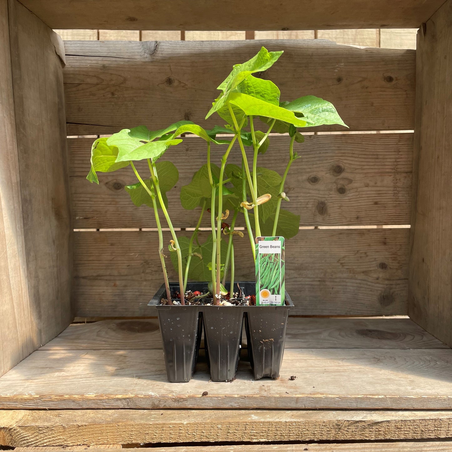 Beans 'Provider' (Green) Bush