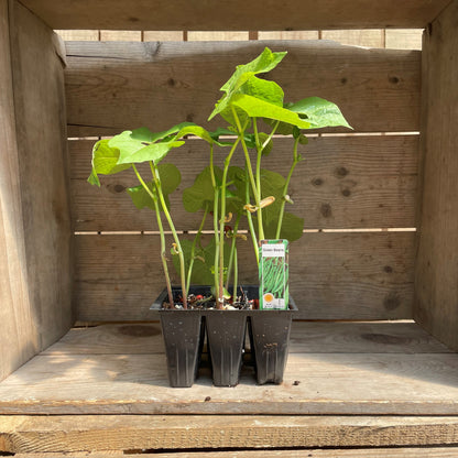 Beans 'Provider' (Green) Bush