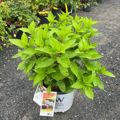 Hydrangea 'Fire Light Tidbit®'