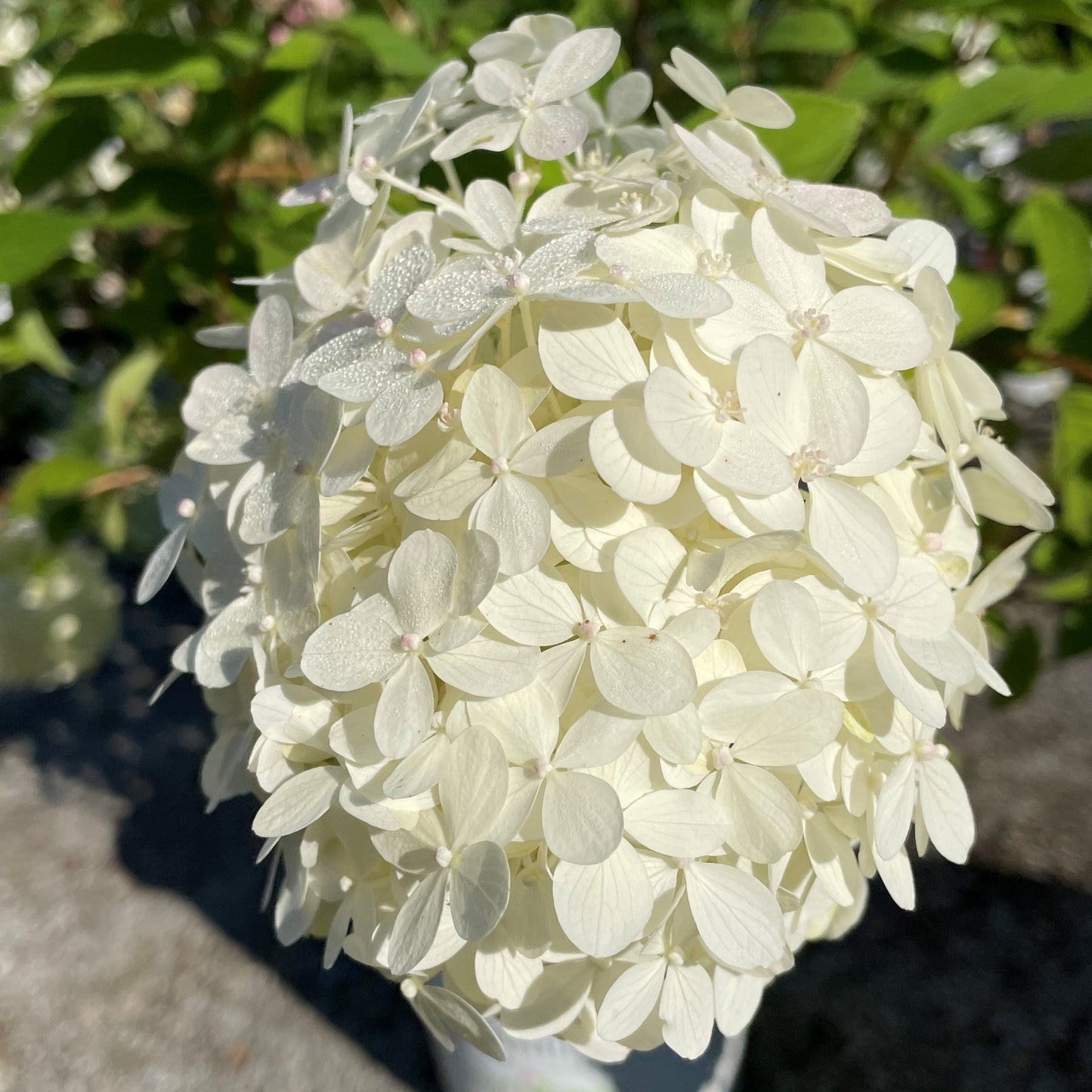 Hydrangea 'Limelight Prime®'