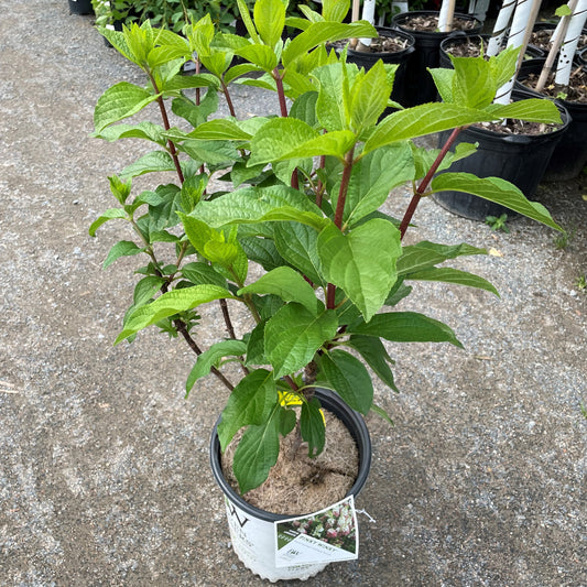 Hydrangea Pinky Winky 2gal (PW)